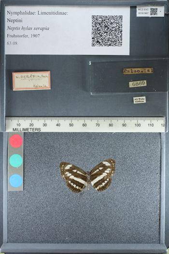Media type: image;   Entomology 161867